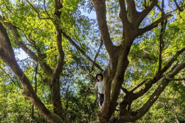 diary20250831　木登りにて満足