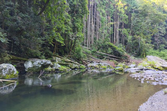 diary20250831　木登りにて満足
