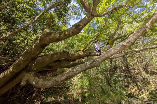 diary20250831　木登りにて満足