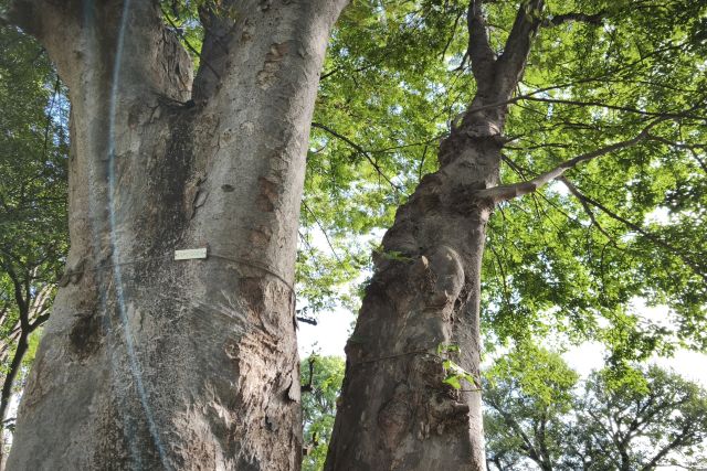 diary20250921東京朝みどり散歩