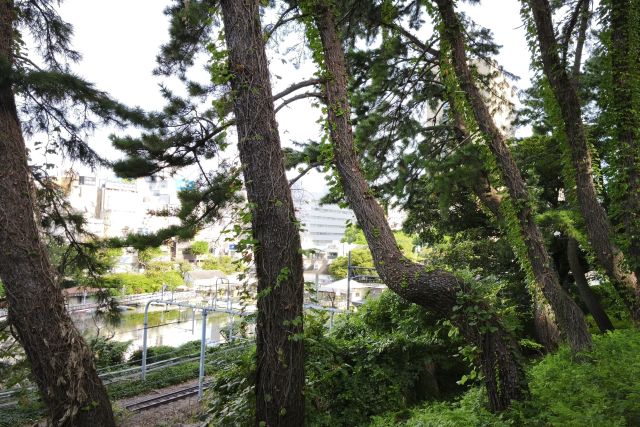 diary20250922東京朝みどり散歩