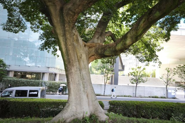 diary20250922東京朝みどり散歩