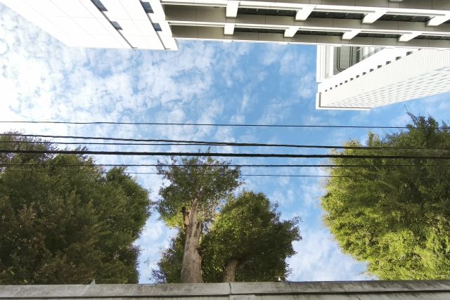 diary20250923東京朝みどり散歩