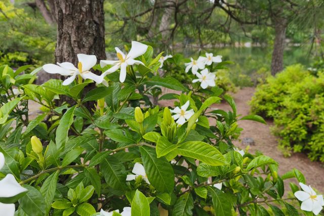 香りで空間をととのえる